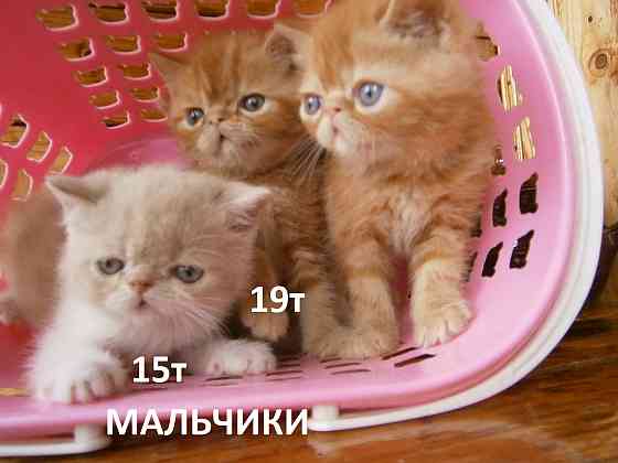 Котята Экзоты Луганск