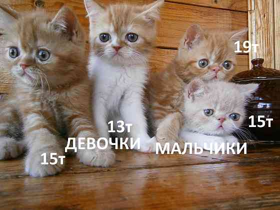 Котята Экзоты Луганск