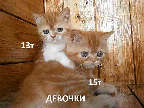 Котята Экзоты Луганск