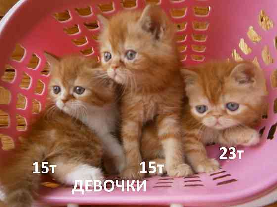 Котята Экзоты Луганск