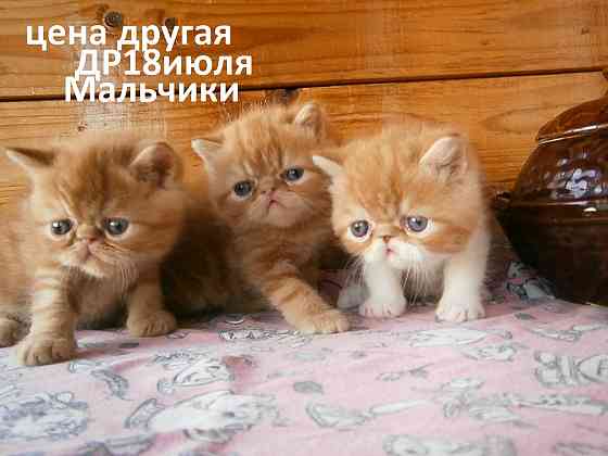 Котята Экзоты Луганск