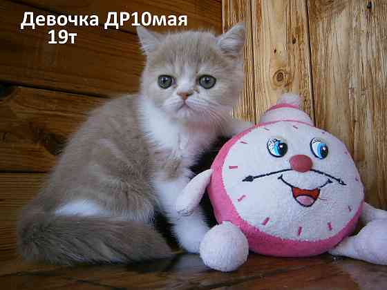 Котята Экзоты Луганск