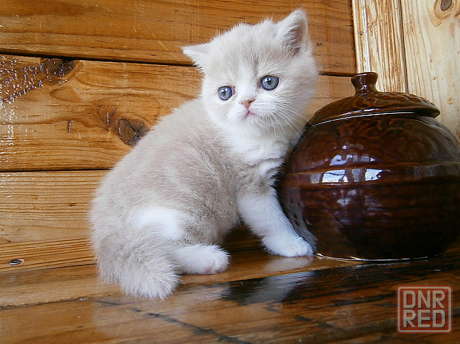 Котята Экзоты Луганск - изображение 7