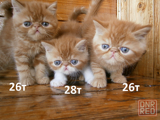 Котята Экзоты Луганск - изображение 7