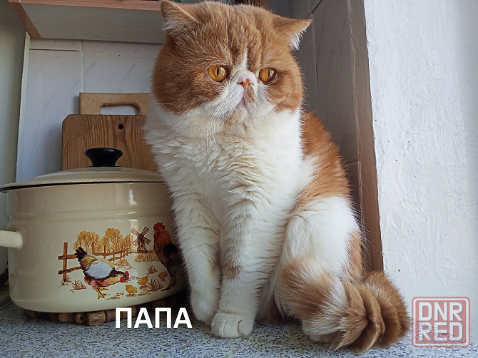 Котята Экзоты Луганск - изображение 7