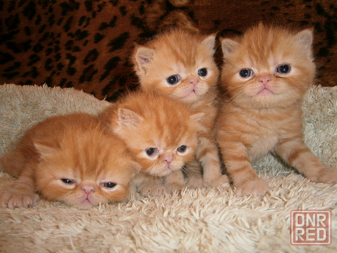 Котята Экзоты Луганск - изображение 3