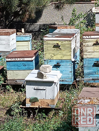 Продам пасеку пчела карпатка (рамки с медом) Донецк - изображение 5
