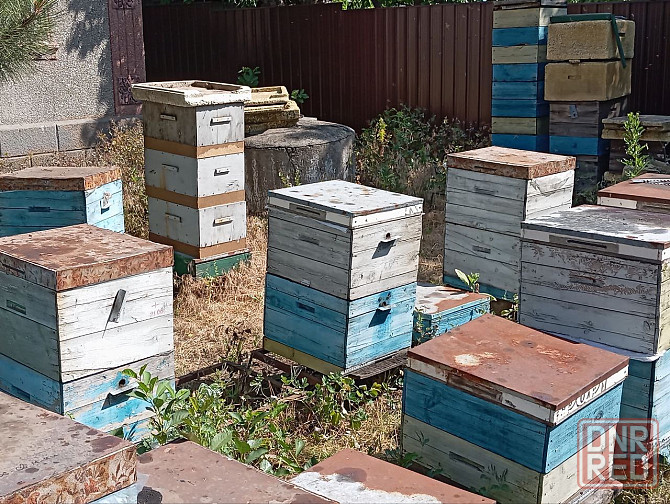 Продам пасеку пчела карпатка (рамки с медом) Донецк - изображение 1