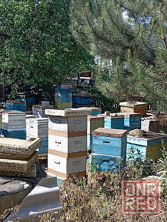 Продам пасеку пчела карпатка (рамки с медом) Донецк - изображение 3