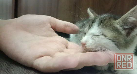 Отдам бесплатно котёнка!!очень очень срочно Донецк - изображение 2