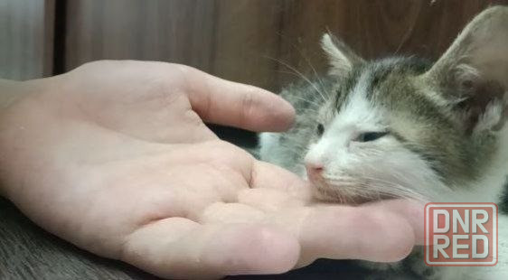 Отдам бесплатно котёнка!!очень очень срочно Донецк - изображение 3