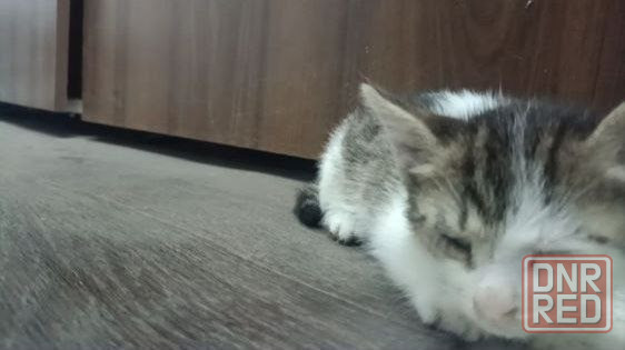 Отдам бесплатно котёнка!!очень очень срочно Донецк - изображение 1