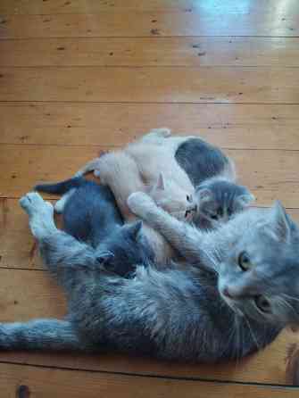 Класные котята Донецк