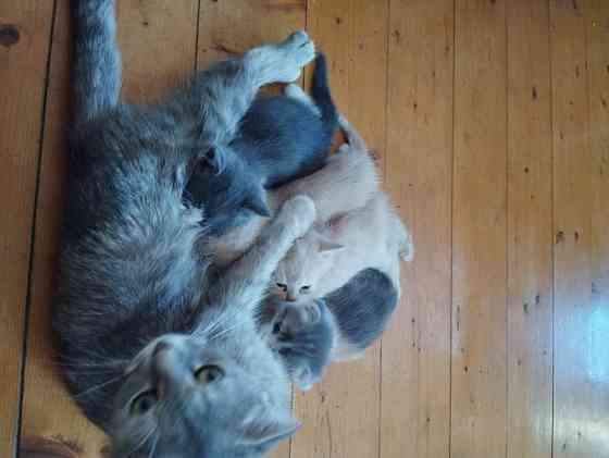 Класные котята Донецк