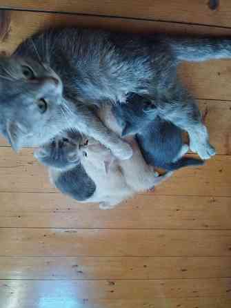 Класные котята Донецк