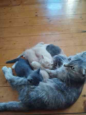Класные котята Донецк