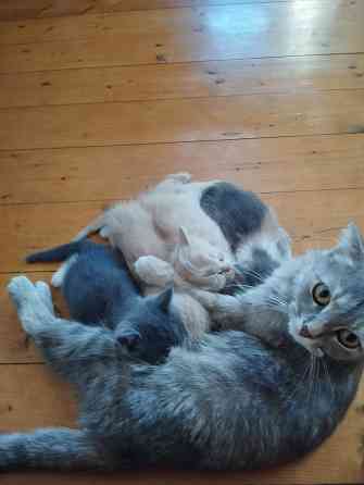 Класные котята Донецк