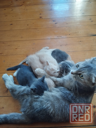 Класные котята Донецк - изображение 1