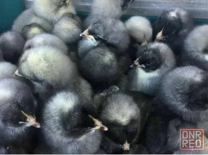 Продам цыплят Донецк - изображение 1
