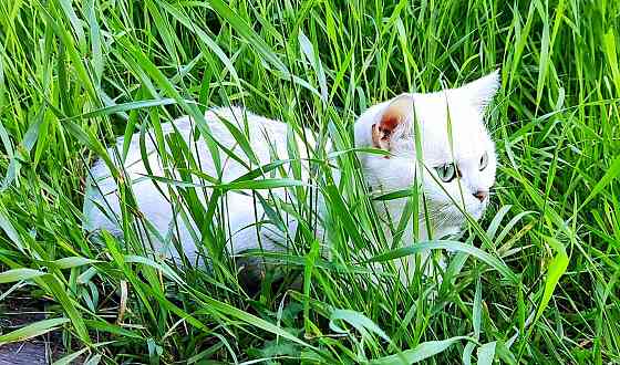 Котята Шотландские серебристая шиншилла Макеевка