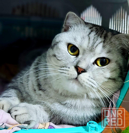 Котята Шотландские серебристая шиншилла Макеевка - изображение 7