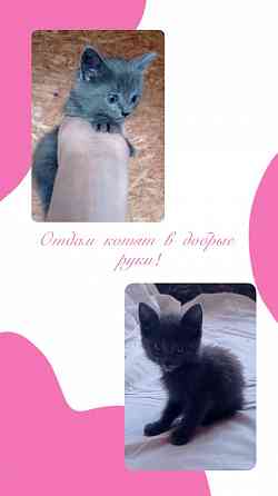 Ищут дом два замечательных котёнка - кошечка и котик Донецк