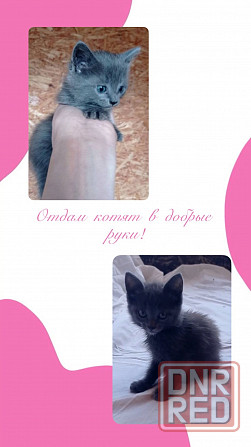 Ищут дом два замечательных котёнка - кошечка и котик Донецк - изображение 1