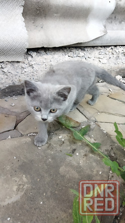 Продам котят британцев Донецк - изображение 4