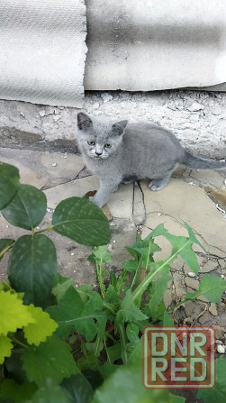 Продам котят британцев Донецк - изображение 3