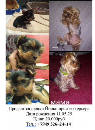 Продам щенков Донецк