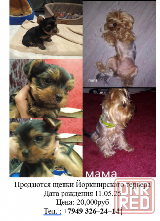 Продам щенков Донецк - изображение 1