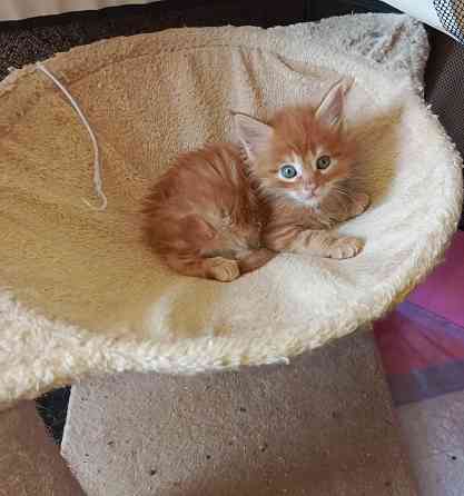 Котенок Мейн-Кун Донецк