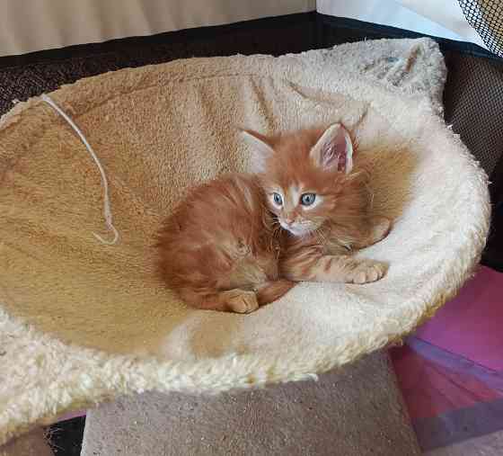 Котенок Мейн-Кун Донецк