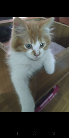 Отдам котят Донецк