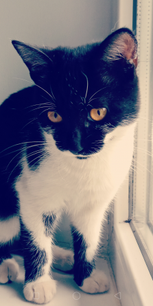 Отдам котят Донецк