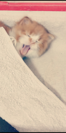 Отдам котят Донецк