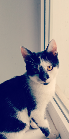 Отдам котят Донецк