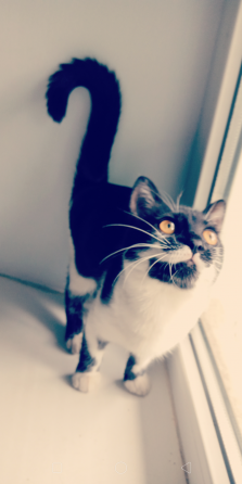 Отдам котят Донецк