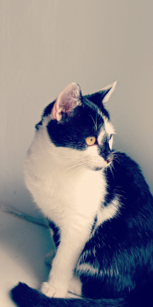 Отдам котят Донецк