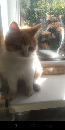 Отдам котят Донецк