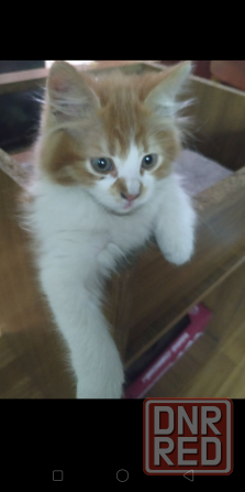 Отдам котят Донецк - изображение 2