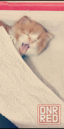 Отдам котят Донецк - изображение 7