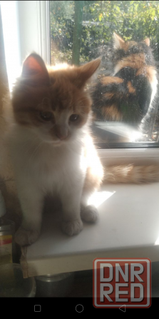 Отдам котят Донецк - изображение 8