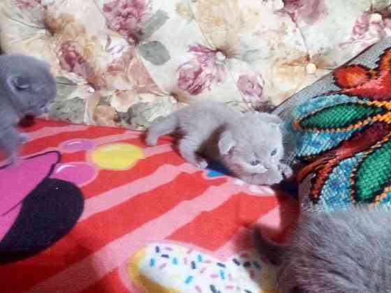 Шотландские котята Донецк