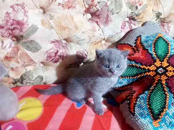 Шотландские котята Донецк