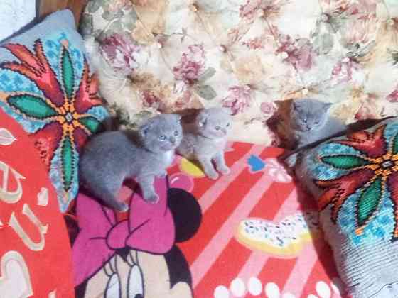 Шотландские котята Донецк