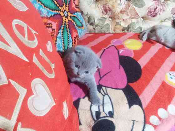 Шотландские котята Донецк