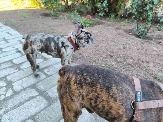 Французский бульдог вязка Донецк