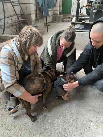 Французский бульдог вязка Донецк