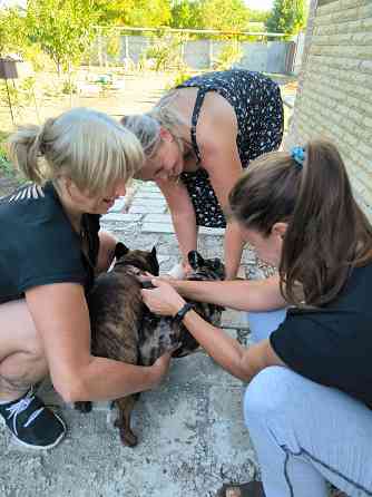 Французский бульдог вязка Донецк